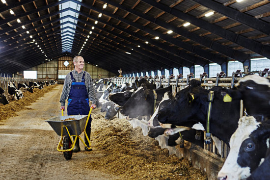 Stallung mit Faserzement-Wellplatten