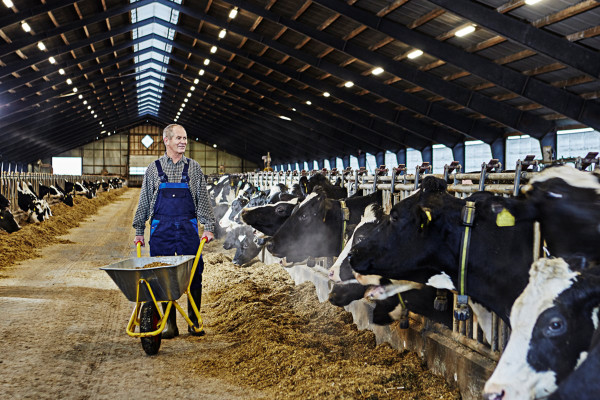Stallung mit Faserzement-Wellplatten